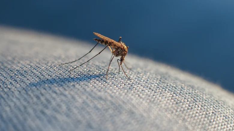 Bisakah Nyamuk Menggigit Menembus Pakaian?