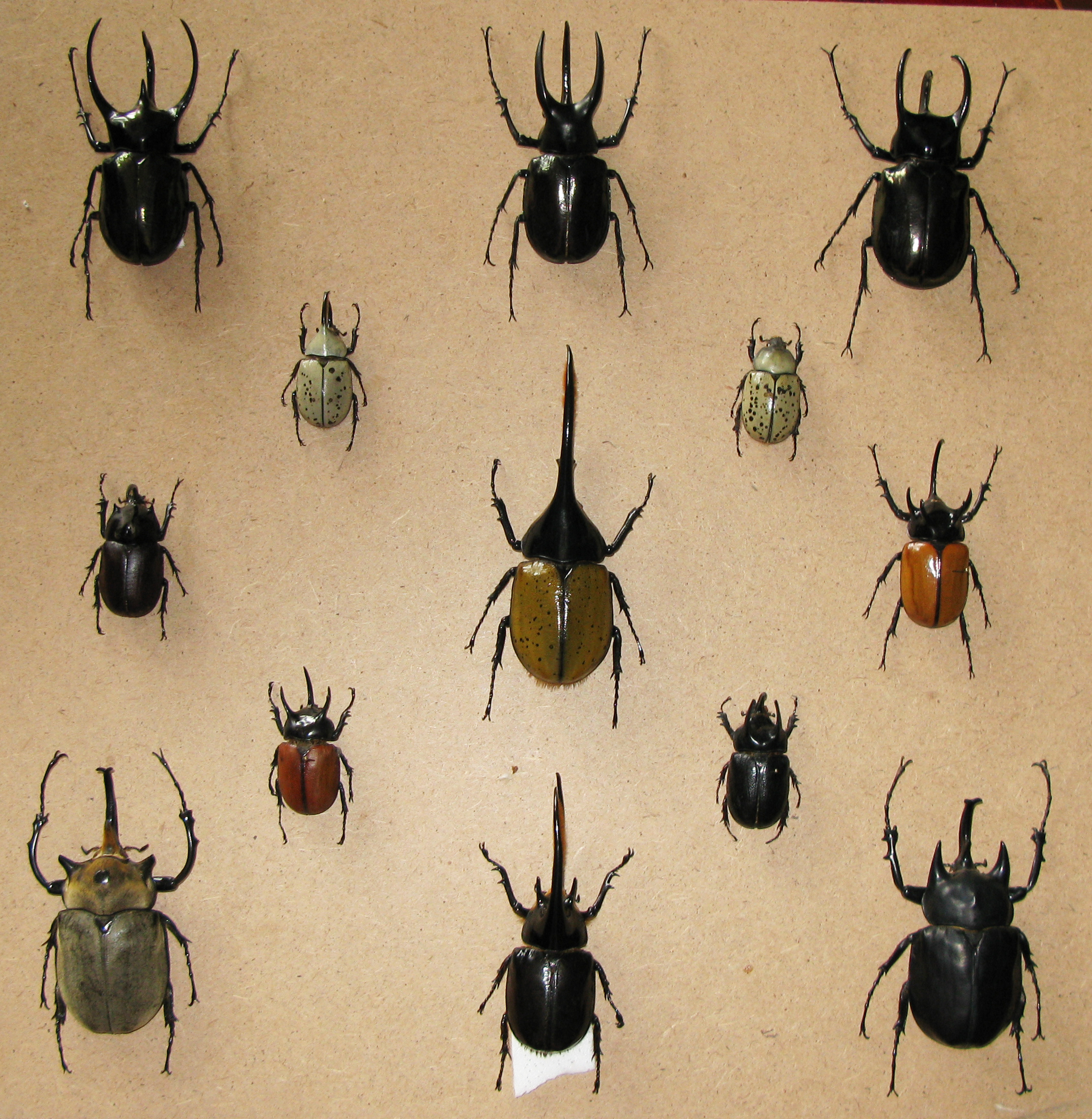 Kumbang Scarab Pemakan Daging, Apakah Mitos atau Kenyataan?