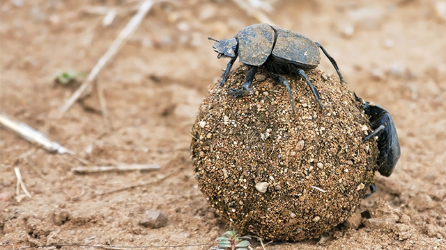 Kumbang Scarab Pemakan Daging, Apakah Mitos atau Kenyataan?