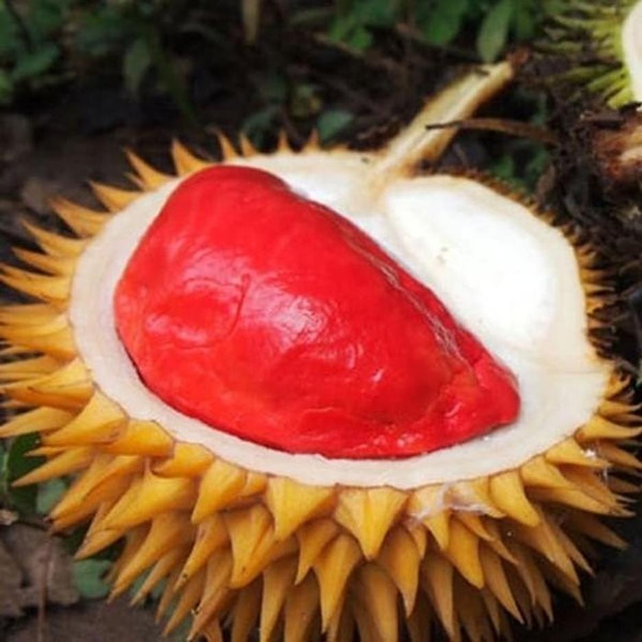 Durian Merah Banyuwangi Buah Limited Edition yang Bisa Bikin Ketagihan